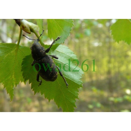 Hylobius abietis (Linnaeus, 1758) Szeliniak sosnowiec